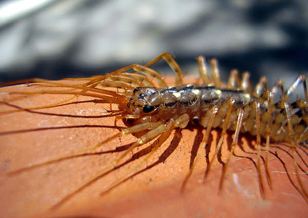 Centipede-3